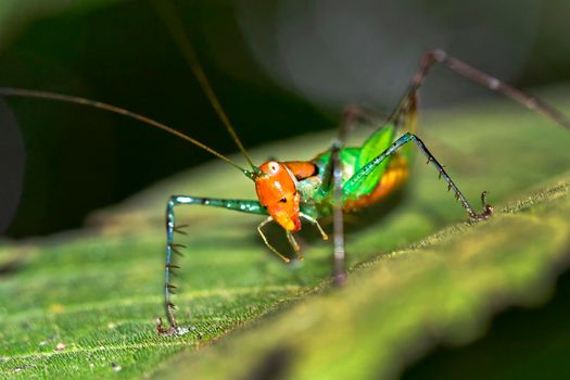 Grasshopper, Marino Ballena National Park, Costa Rica