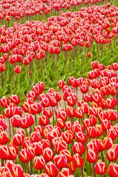 Colorful Tulips Fields, Netherlands