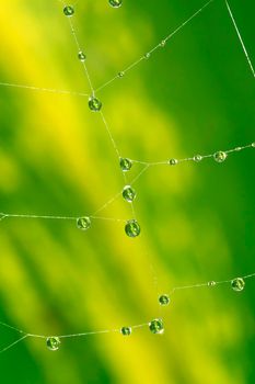 Water Drops in Spider Web, Marino Ballena National Park, Costa Rica