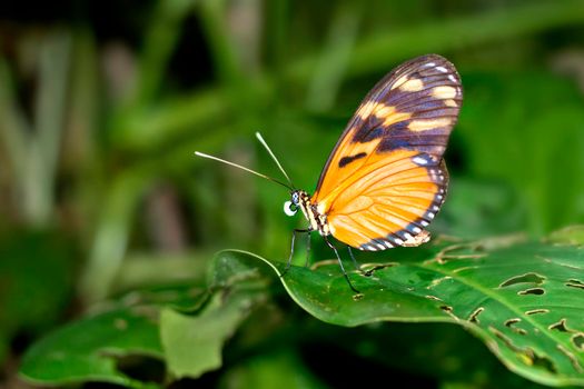Tropical Butterfly, Marino Ballena National Park, Costa Rica