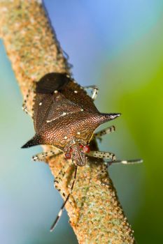 Shield Bug, Tropical Rainforest, Costa Rica