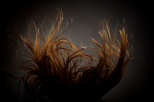 Abstract windy hair texture. Backlit silhouette on dark background.