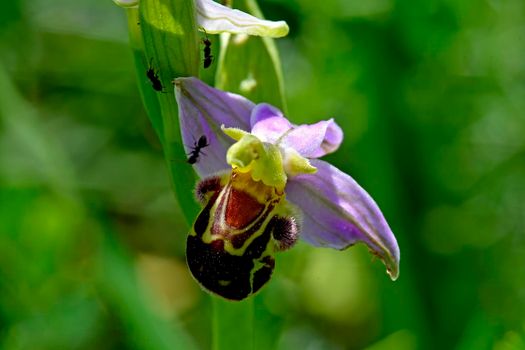 bee orchid in summer Germany