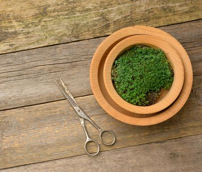 green sprouts of chia, arugula and mustard in a wooden spoon on a gray background from old gray boards, top view