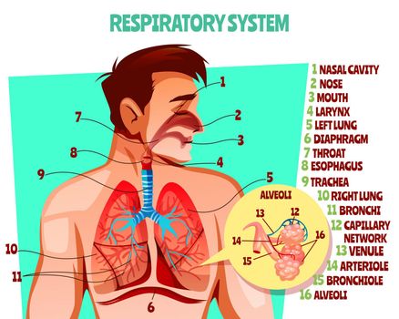 Human respiratory system vector illustration
