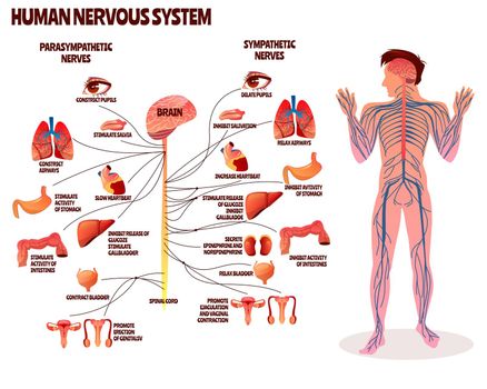 Human nervous system vector illustration