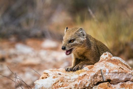 Yellow mongoose in Kgalagadi transfrontier park, South Africa