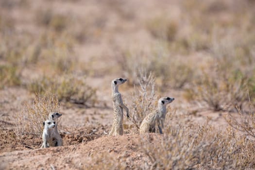Meerkat in Kgalagadi transfrontier park, South Africa