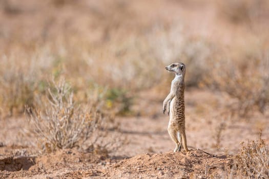 Meerkat in Kgalagadi transfrontier park, South Africa
