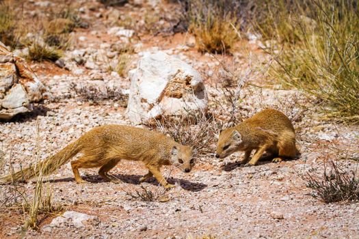 Yellow mongoose in Kgalagadi transfrontier park, South Africa