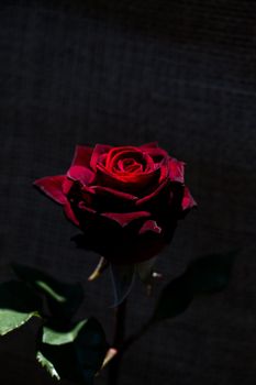 Beautiful colorful Rose Flower