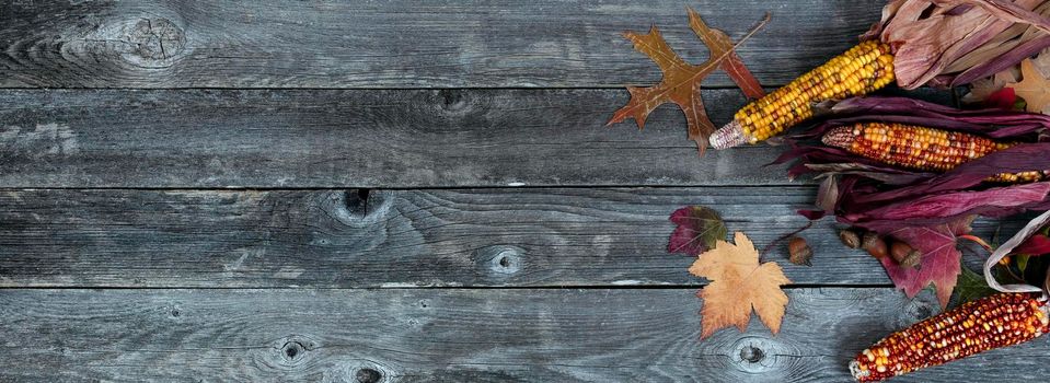 Autumn theme consisting of corn, leaves and acorns on weathered wood for Thanksgiving holiday