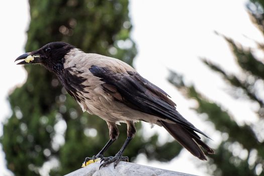 The Hooded Crow Corvus cornix in the crow genus