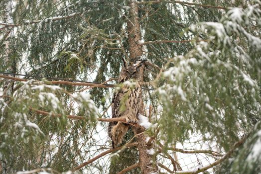 The Great Grey Owl or Lapland Owl