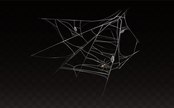 Vector collection of realistic web with spider