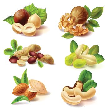 Different nuts realistic vector set