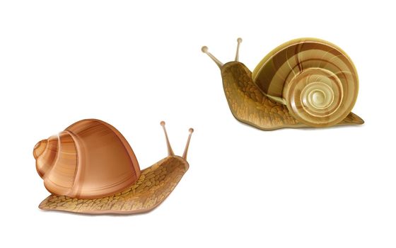 Vector Burgundy, Roman snails. French cuisine delicatessen