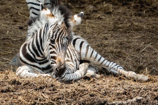 Baby zebra sitting on the ground.