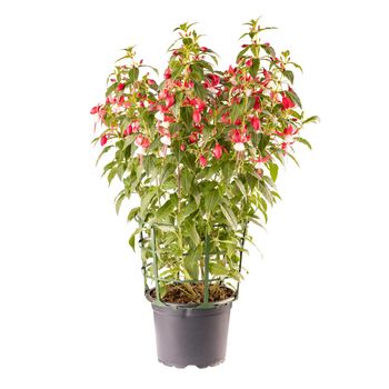 Potted pink and white Fuchsia flowers
