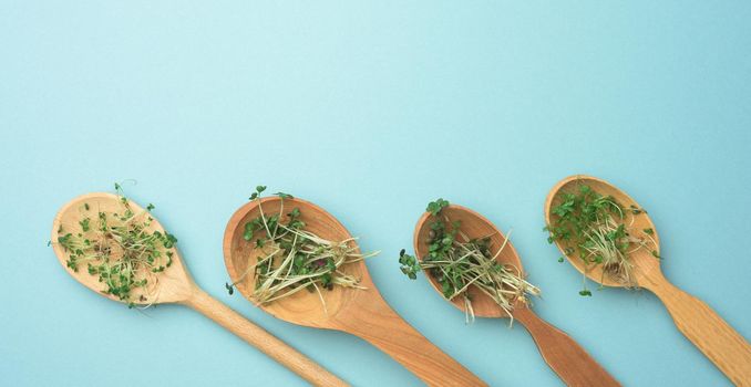 green sprouts of chia, arugula and mustard in a wooden spoon on a blue background, top view