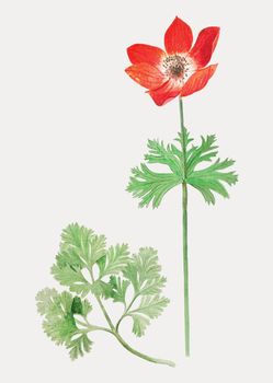 Anemone in vintage style