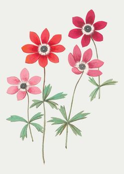 Anemone in vintage style