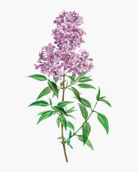 Blooming Persian Lilac