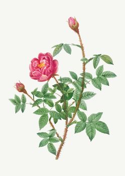 Anemone flowered rose