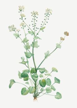 Blooming scurvy-grass