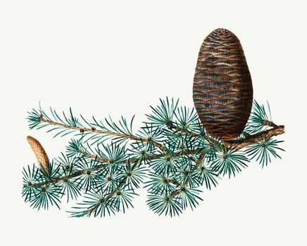 Cedar of Lebanon and conifer cone