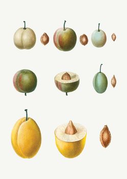 Common plum types