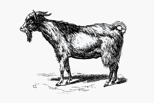 Farm goat animal drawing