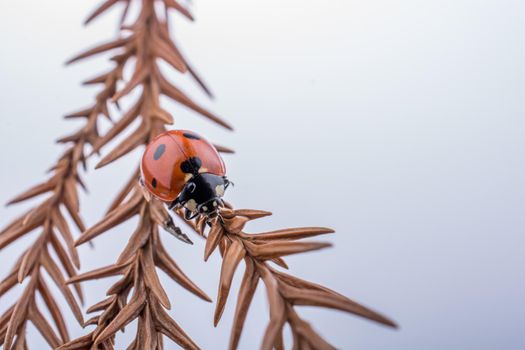 Beautiful red ladybug walking on a dry leaf
