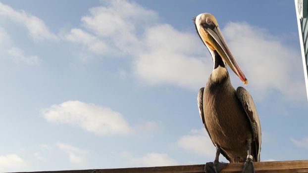 Wild brown pelican on pier, California ocean beach USA. Coastal pelecanus, big bird. Large bill beak