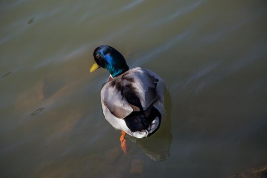 Wild duck  beside the pond