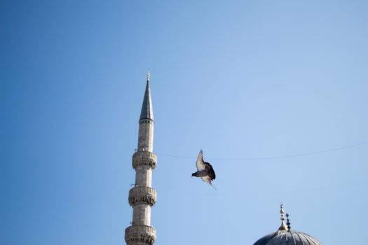 Pigeon flying in air 