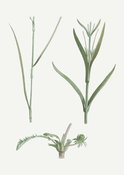 Green plant and flower stems