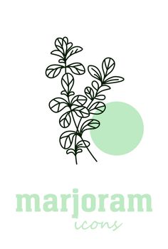 Sweet Marjoram vector icon. Vegetable green leaves