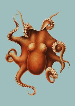 Octopus in vintage style