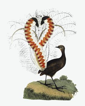 Lyrebird animal drawing