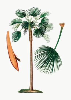 Palm fan leaf