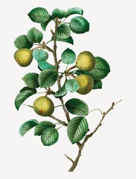 Pear tree branch