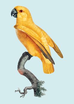 Rare yellow senegal parrot
