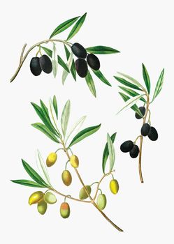 Olive tree branch