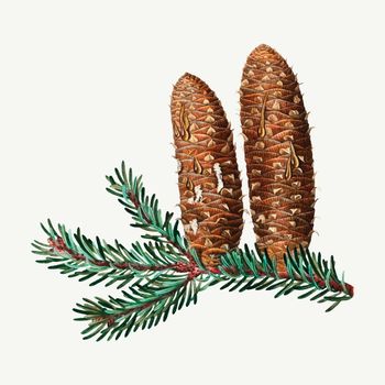 Silver fir and conifer cones