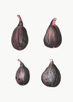 Stages of a fig