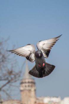 Single pigeon flying in  air 