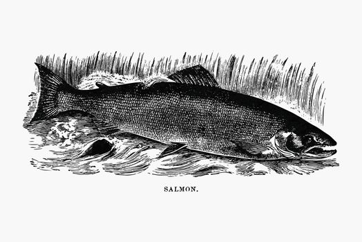 Salmon in a river