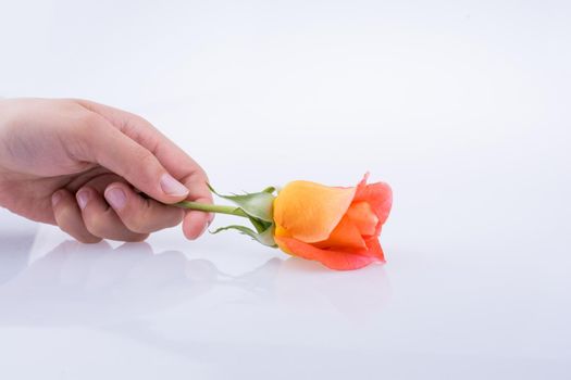Hand holding a rose