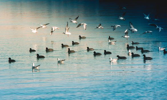 Birds swim calmly on the sea surface
